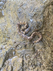 Nerodia sipedon pleuralis