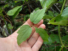 Phytomyza loewii group