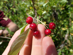 Aronia arbutifolia