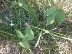 Ipomoea hederacea