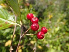 Aronia arbutifolia