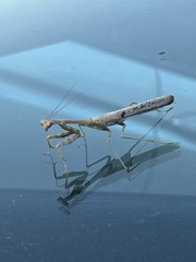 Stagmomantis