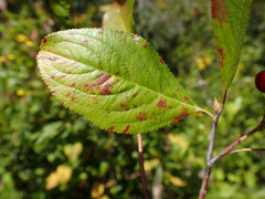 Aronia arbutifolia
