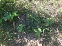 Ipomoea hederacea