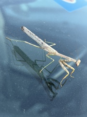 Stagmomantis