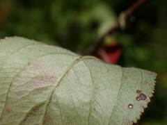 Aronia arbutifolia