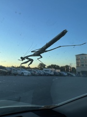 Stagmomantis