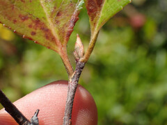 Aronia arbutifolia