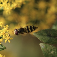 Epistrophella emarginata