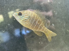 Lepomis megalotis