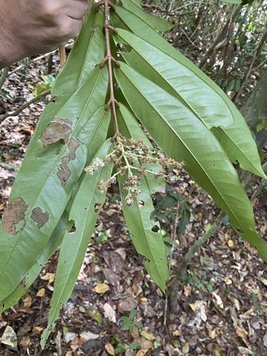 Myrcia eumecephylla
