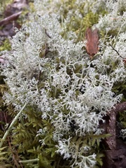Cladonia rangiferina