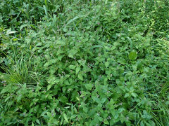 Mosla dianthera