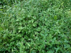 Mosla dianthera