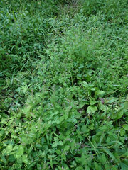Mosla dianthera