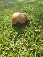 Boletus auripes