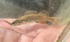 Etheostoma whipplei