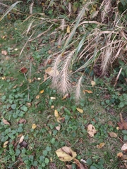 Elymus canadensis