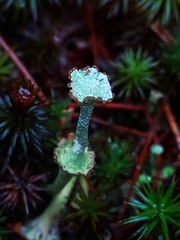 Cladonia verticillata