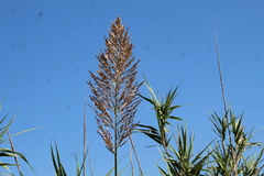 Arundo donax