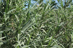 Arundo donax