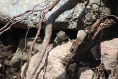 Sceloporus torquatus