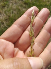 Arrhenatherum elatius