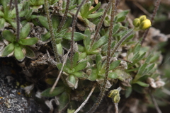 Draba oligosperma