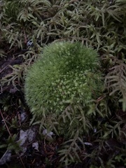 Leucobryum