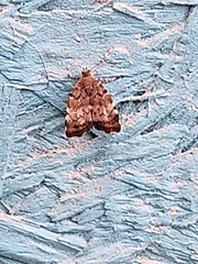 Choreutis pariana