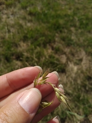 Arrhenatherum elatius