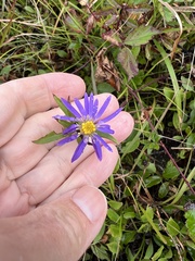 Eurybia spectabilis