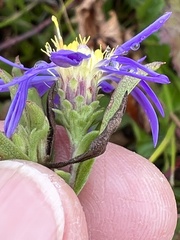 Eurybia spectabilis
