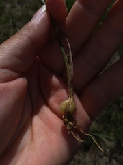 Arrhenatherum elatius