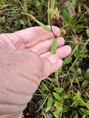 Eurybia spectabilis