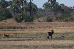Kobus ellipsiprymnus defassa