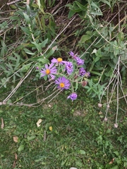 Symphyotrichum novae-angliae