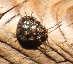 Holcogaster fibulata