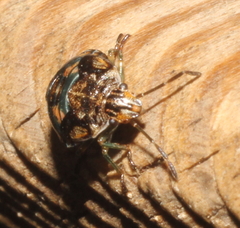 Holcogaster fibulata