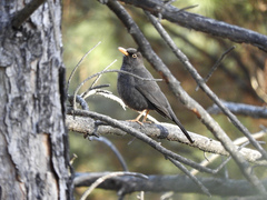 Turdus chiguanco