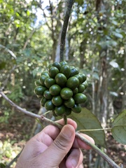 Chondrodendron microphyllum