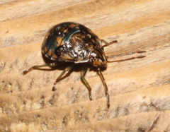Holcogaster fibulata