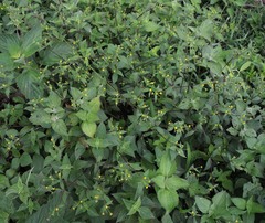 Melampodium paniculatum