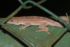 Anolis sagrei