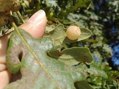 Cynips quercus