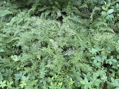 Coryphopteris simulata