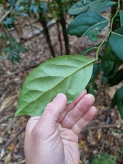 Cryptocarya foetida