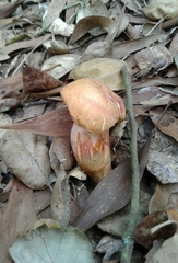 Xerocomellus dryophilus