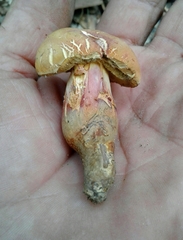 Xerocomellus dryophilus