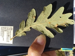 Neuroterus numismalis